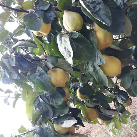 Апартаменты Seosko Turisticko Domacinstvo Jagor